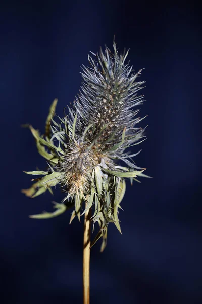 Άγριο Αποξηραμένο Λουλούδι Close Eryngium Alpinum Family Apiaceae Background Σύγχρονη — Φωτογραφία Αρχείου