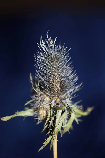 Wild Sušené Květiny Zblízka Eryngium Alpinum Rodina Apiaceae Pozadí Moderní — Stock fotografie