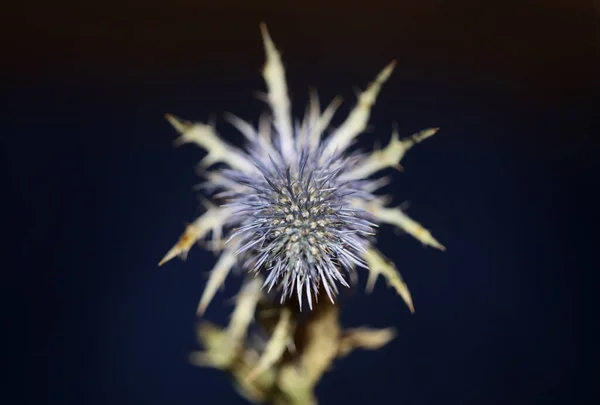 Vadon Termő Szárított Virág Közelről Eryngium Alpinum Család Méhek Háttér — Stock Fotó