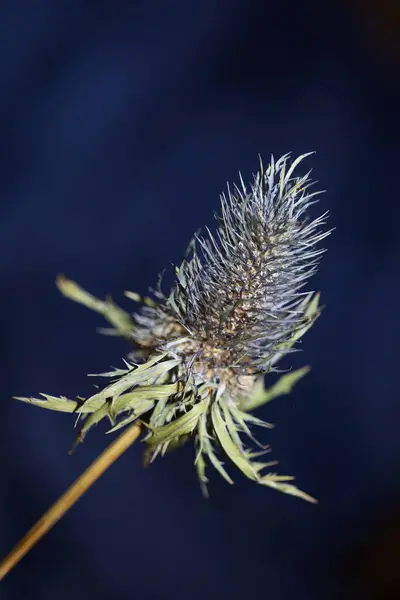 Fleur Sauvage Séchée Gros Plan Eryngium Alpinum Famille Apiaceae Fond — Photo