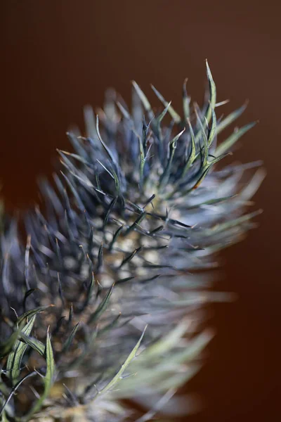 Dziki Suszony Kwiat Zbliżenie Eryngium Alpinum Rodzina Apiaceae Tło Nowoczesne — Zdjęcie stockowe