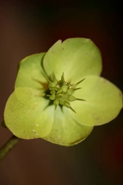 Желтый Цветок Расцвет Закрыть Helleborus Viridis Семейства Ranunculaceae Высокое Качество — стоковое фото