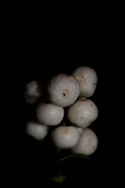 Wild White Small Flower Fruit Close Botanical Background Symphoricarpos Orbiculatus — Stock Photo, Image