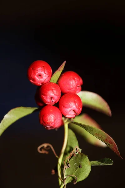 Red Small Fruit Close Botanical Background Gaultheria Procumbens Family Ericaceae — Stockfoto
