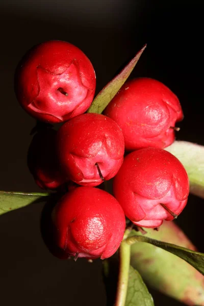 Vermelho Pequeno Fruto Close Fundo Botânico Gaultheria Procumbens Família Ericaceae — Fotografia de Stock