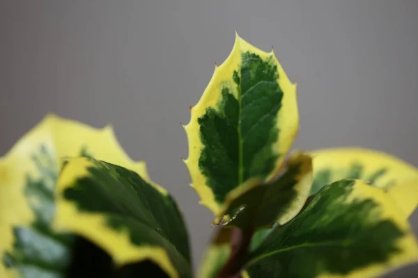 Green Yellow Leaves Close Ilex Aquifolium Family Aquifoliaceae Background High — 图库照片