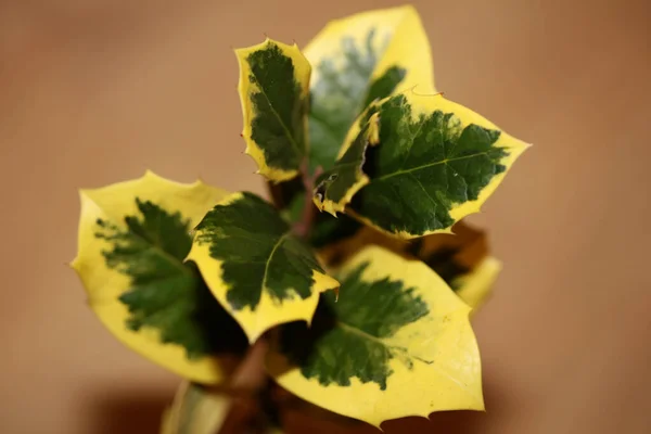 Green Yellow Leaves Close Ilex Aquifolium Family Aquifoliaceae Background High — 图库照片