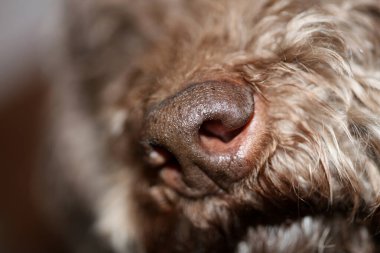Kıvırcık saçlı kahverengi yer mantarı köpek suratlı lagotto romagnolo yakın plan yüksek kalite büyük boy baskı
