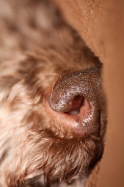 Kıvırcık saçlı kahverengi yer mantarı köpek suratlı lagotto romagnolo yakın plan yüksek kalite büyük boy baskı