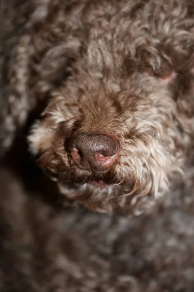 Bruin Truffel Hondengezicht Met Krullend Haar Close Lagotto Romagnolo Achtergrond — Stockfoto