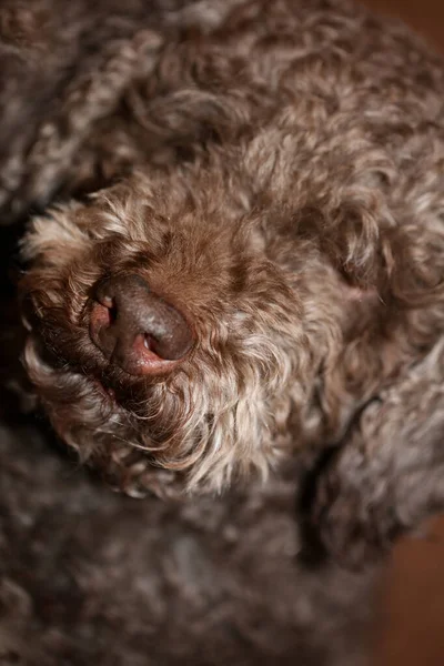 Barna Szarvasgomba Kutya Arc Göndör Szőrszálak Közelről Lagotto Romagnolo Háttér — Stock Fotó