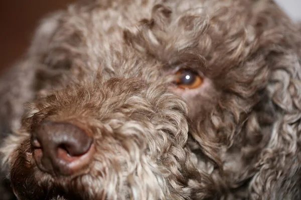 Brązowy Trufle Pies Twarz Kręcone Włosy Zbliżenie Lagotto Romagnolo Tło — Zdjęcie stockowe