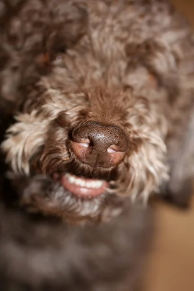 Brązowy Trufle Pies Twarz Kręcone Włosy Zbliżenie Lagotto Romagnolo Tło — Zdjęcie stockowe