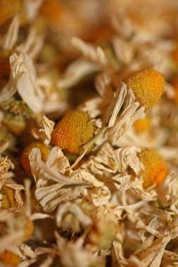 Camomile buds flowers ready for tea close up background matricaria chamomilla family asteraceae high quality print