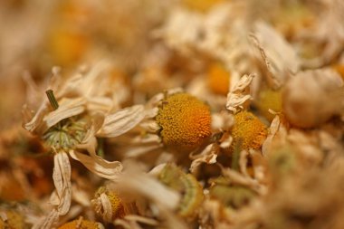 Camomile buds flowers ready for tea close up background matricaria chamomilla family asteraceae high quality print