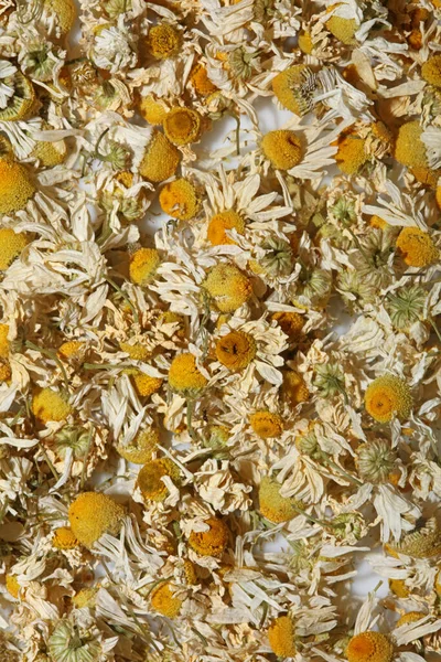 Camomile buds flowers ready for tea close up background matricaria chamomilla family asteraceae high quality print