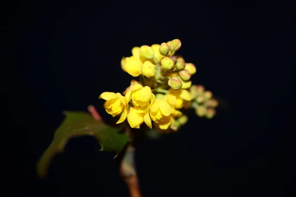 Bloeiende Berberis Aquifolium Familie Berberidaceae Macro Achtergrond Moderne Hoge Kwaliteit — Stockfoto