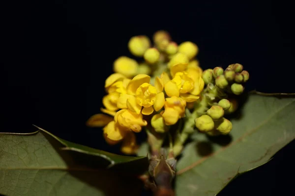 Kwiat Kwitnący Berberis Aquifolium Rodzina Berberidaceae Makro Tło Nowoczesne Wysokiej — Zdjęcie stockowe