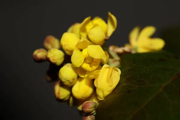Kwiat Kwitnący Berberis Aquifolium Rodzina Berberidaceae Makro Tło Nowoczesne Wysokiej — Zdjęcie stockowe