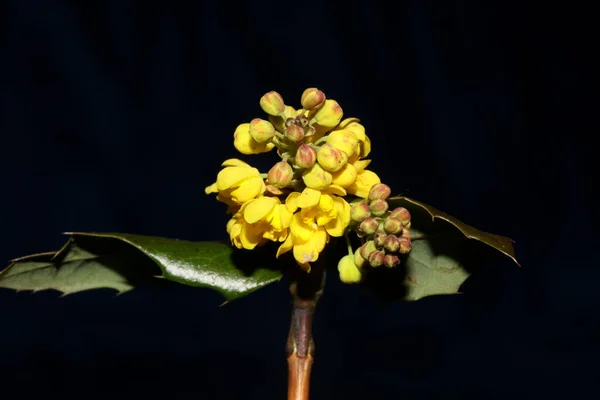 Flor Flor Berberis Aquifolium Família Berberidaceae Fundo Macro Moderno Alta — Fotografia de Stock