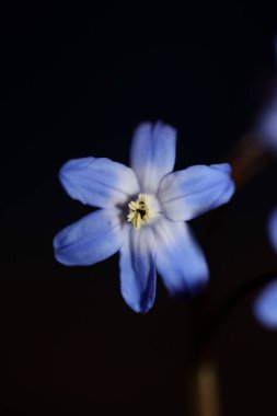 Mavi çiçek çiçeği botanik arka planı kapat Scilla luciliae Speta ailesi Asparagaceae yüksek kalite büyük boy baskılar