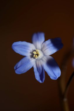 Mavi çiçek çiçeği botanik arka planı kapat Scilla luciliae Speta ailesi Asparagaceae yüksek kalite büyük boy baskılar