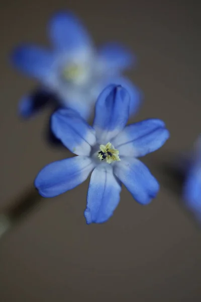 Fleur Bleue Gros Plan Fond Botanique Scilla Luciliae Speta Famille — Photo