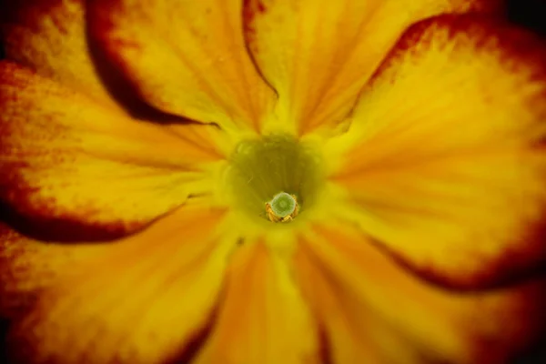 Flor Flor Amarela Close Primula Auricula Family Primulaceae Fundo Moderno — Fotografia de Stock