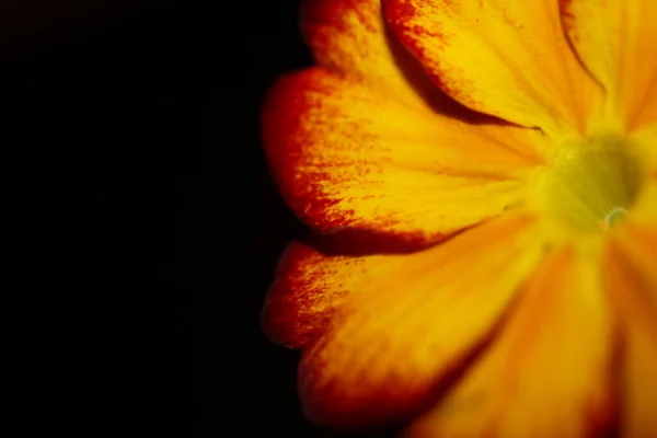 Sarı Çiçek Primula Auricula Familyasından Primulaceae Familyasına Yakın Modern Yüksek — Stok fotoğraf