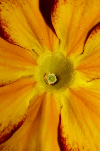 Жовтий Квітковий Цвіт Крупним Планом Сім Примули Аурікули Сучасні Високоякісні — стокове фото