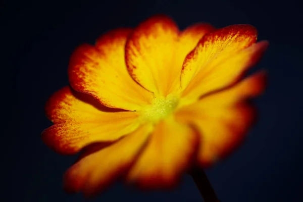 Flor Amarilla Flor Primer Plano Primula Auricula Familia Primulaceae Fondo — Foto de Stock