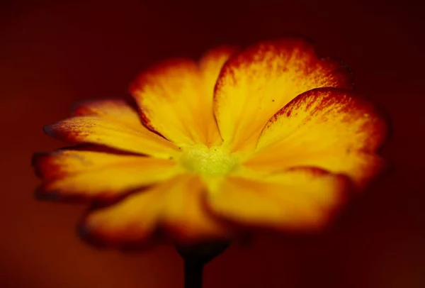 Żółty Kwiat Kwiat Zbliżenie Primula Auricula Rodzina Prymulaceae Tło Nowoczesne — Zdjęcie stockowe