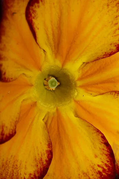 Flor Amarilla Flor Primer Plano Primula Auricula Familia Primulaceae Fondo —  Fotos de Stock