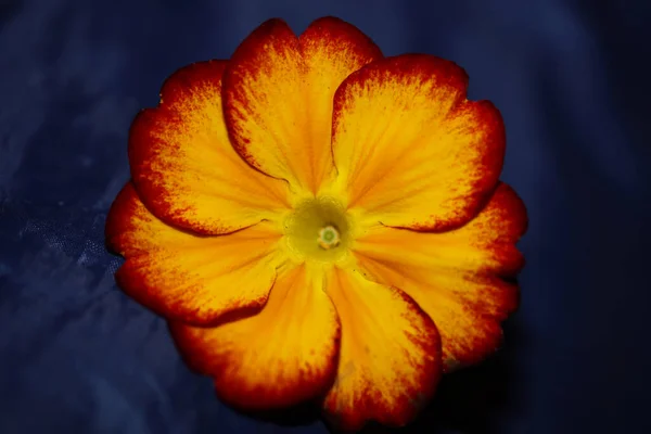 黄色の花を閉じるプリムラ アウリカ科プリムラ属背景現代的な高品質の大きなサイズのプリント — ストック写真