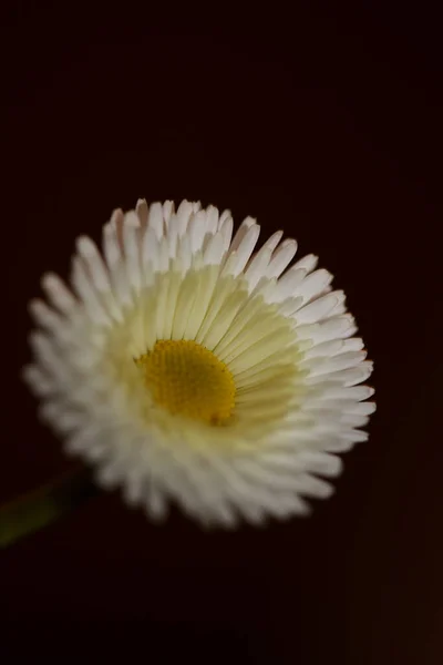 Close Bílá Květina Květ Bellis Perennis Rodina Compositae Moderní Botanické — Stock fotografie