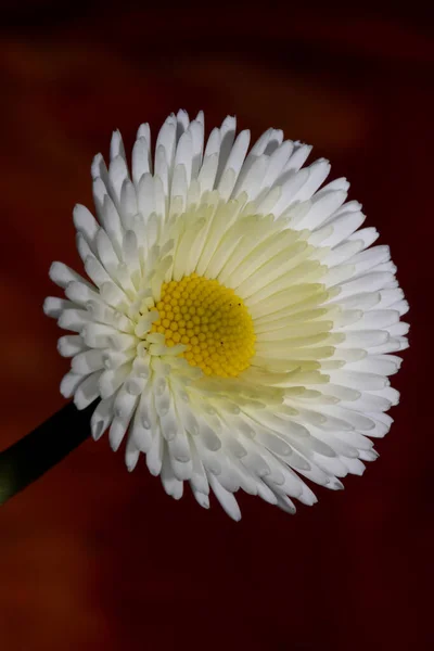 特写白花百里香百里香L 家族作曲现代植物学背景高质量大号印刷 — 图库照片