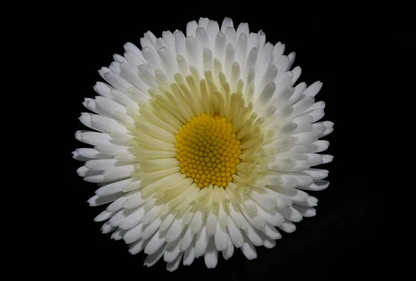 Крупный План Белый Цветок Беллис Perennis Семейство Compositae Современный Ботанический — стоковое фото