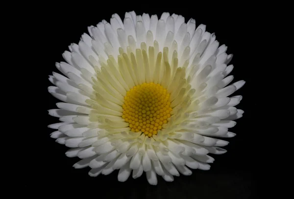 Close White Flower Blossom Bellis Perennis Family Compositae Modern Botanical — Stock Photo, Image