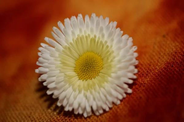 特写白花百里香百里香L 家族作曲现代植物学背景高质量大号印刷 — 图库照片