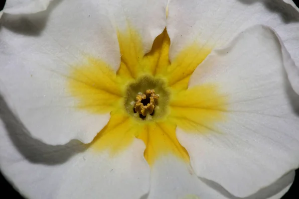 Primula Family Primulaceae 가까이 피어나 현대의 고품질의 프린트 — 스톡 사진