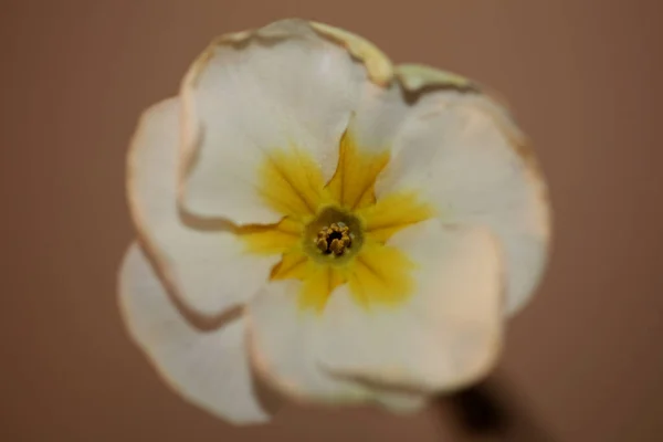 Fiore Bianco Fiore Close Primula Famiglia Primulaceae Sfondo Moderno Alta — Foto Stock