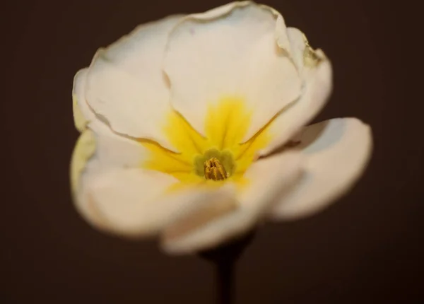 Biały Kwiat Kwiat Zbliżyć Primula Rodzina Prymulaceae Tło Nowoczesne Wysokiej — Zdjęcie stockowe