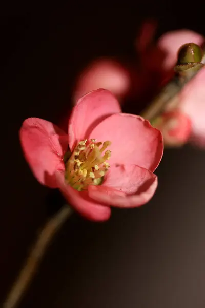 Красный Цветок Цветения Крупным Планом Chaenomeles Speciosa Семейства Rosaceae Фоне — стоковое фото