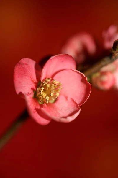 Röd Blomma Blomma Närbild Chaenomeles Speciosa Familj Rosaceae Bakgrund Modern — Stockfoto