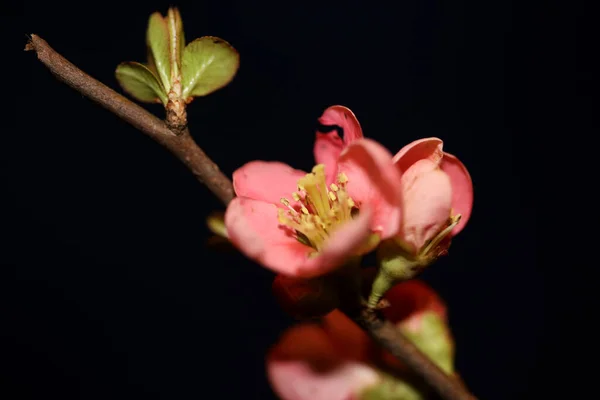 Red Flower Blossom Close Chaenomeles Speciosa Family Rosaceae Background Modern — Stock Photo, Image