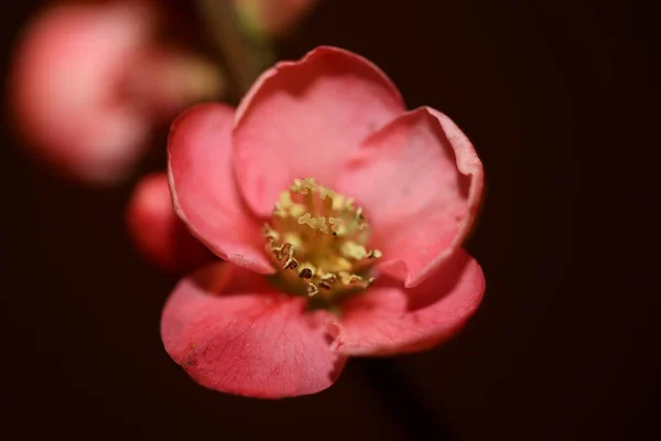 Flor Roja Flor Primer Plano Chaenomeles Speciosa Familia Rosáceas Fondo —  Fotos de Stock