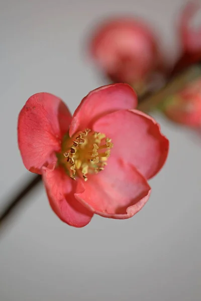 Flor Roja Flor Primer Plano Chaenomeles Speciosa Familia Rosáceas Fondo —  Fotos de Stock