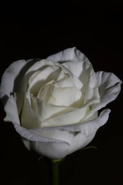 Beyaz çiçek tomurcukları tarımsal arkaplanı kapatır gül familyası güller yüksek kalite botanik baskılar