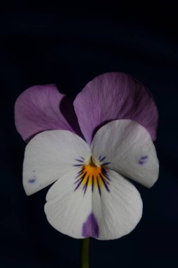 Renkli çiçek tomurcukları tarımsal arka plan kemanını kapatın üç renkli L. Ailesi yüksek kalite botanik baskılarını ihlal etti