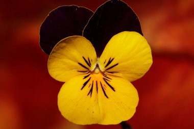 Renkli çiçek tomurcukları tarımsal arka plan kemanını kapatın üç renkli L. Ailesi yüksek kalite botanik baskılarını ihlal etti